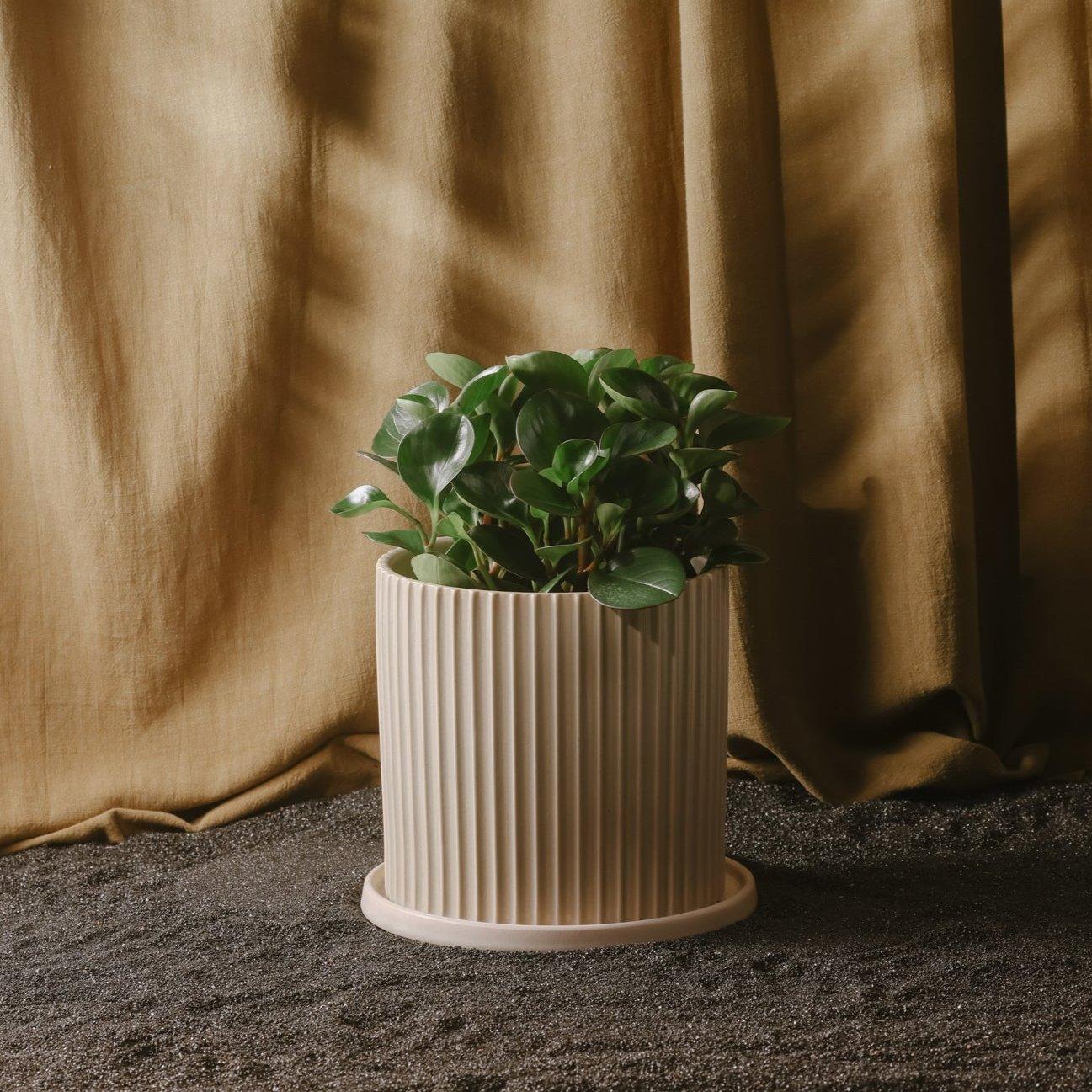 Planters